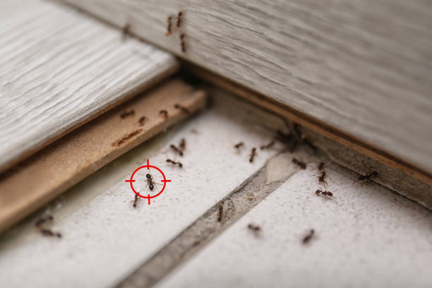 Best Local Pest Control Services  in , MO